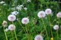 White dandelion isolated on green grass background. Royalty Free Stock Photo