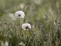 White dandelion with morning dew Royalty Free Stock Photo