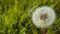 White dandelion in nature close-up