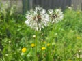 white dandelion after rain Royalty Free Stock Photo