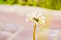 White dandelion after rain Royalty Free Stock Photo