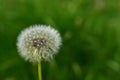 White Dandelion Seed Fluff Royalty Free Stock Photo