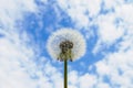 White dandelion seed head on cloudy sky background, selective focus, copy space. Royalty Free Stock Photo