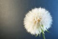 White dandelion seed head Royalty Free Stock Photo