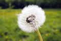 White dandelion seed head on green background, selective focus. Royalty Free Stock Photo