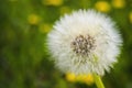 White dandelion seed head on green background, selective focus, copy space. Royalty Free Stock Photo