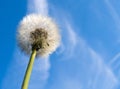 White dandelion seed head on a green stem against a blue sky Royalty Free Stock Photo