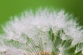 White Dandelion seed with water drops on green Royalty Free Stock Photo