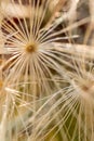 White dandelion seedling macro pattern Royalty Free Stock Photo