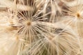 White dandelion seedling macro pattern Royalty Free Stock Photo