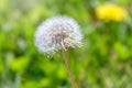 White dandelion with seeds. Blowball of Taraxacum plant on long stem Royalty Free Stock Photo