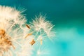 White dandelion seeds blowing in blue turquoise background Royalty Free Stock Photo
