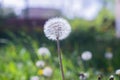 White dandelion, Dandelion grows in a green field Royalty Free Stock Photo