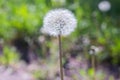 White dandelion, Dandelion grows in a green field Royalty Free Stock Photo