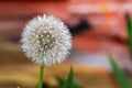 white dandelion with seeds on a light background. medicinal Royalty Free Stock Photo