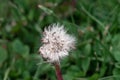 White Dandelion with seeds in moody colors Royalty Free Stock Photo