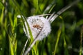 Dandelion Seeds with Morning Dew in Green Field in Spring Royalty Free Stock Photo