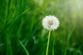 White dandelion seeds on natural blurred green background, close up. White fluffy dandelions, meadow. Summer, spring, nature Royalty Free Stock Photo