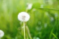 White dandelion seeds on natural blurred green background, close up. White fluffy dandelions, meadow. Summer, spring, nature Royalty Free Stock Photo