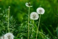 White dandelion seeds on natural blurred green background, close up. White fluffy dandelions, meadow. Summer, spring, nature Royalty Free Stock Photo