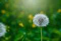 White dandelion seeds on natural blurred green background, close up. White fluffy dandelions, meadow. Summer, spring, nature Royalty Free Stock Photo