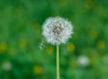 White dandelion seeds on natural blurred green background, close up. White fluffy dandelions, meadow. Summer, spring, nature Royalty Free Stock Photo