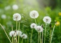 White dandelion seeds on natural blurred green background, close up. White fluffy dandelions, meadow. Summer, spring, nature Royalty Free Stock Photo