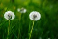 White dandelion seeds on natural blurred green background, close up. White fluffy dandelions, meadow. Summer, spring, nature Royalty Free Stock Photo