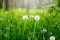 White dandelion seeds on natural blurred green background, close up. White fluffy dandelions, meadow. Summer, spring, nature Royalty Free Stock Photo