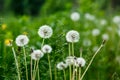 White dandelion seeds on natural blurred green background, close up. White fluffy dandelions, meadow. Summer, spring, nature Royalty Free Stock Photo