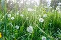 White dandelion seeds on natural blurred green background, close up. White fluffy dandelions, meadow. Summer, spring, nature Royalty Free Stock Photo