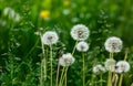 White dandelion seeds on natural blurred green background, close up. White fluffy dandelions, meadow. Summer, spring, nature Royalty Free Stock Photo