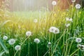 White dandelion seeds on natural blurred green background, close up. White fluffy dandelions, meadow. Summer, spring, nature Royalty Free Stock Photo