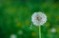 White dandelion seeds on natural blurred green background, close up. White fluffy dandelions, meadow. Summer, spring, nature Royalty Free Stock Photo