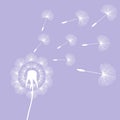 White dandelion seeds wind summer flying fluffy illustration on Royalty Free Stock Photo