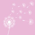 White dandelion seeds wind summer flying fluffy illustration on Royalty Free Stock Photo