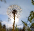 White dandelion shining under the sun Royalty Free Stock Photo