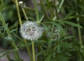 A white dandelion spreading its seeds Royalty Free Stock Photo