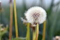 White Dandelion Taraxacum flower head composed of numerous small seedheads in front of blurry meadow Royalty Free Stock Photo