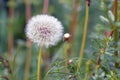 White Dandelion Taraxacum flower head composed of numerous small seedheads in front Royalty Free Stock Photo