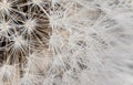 White dandelion - Taraxacum species - head seeds, white pappus fiber with barbs and tiny water drops detail on black background. Royalty Free Stock Photo