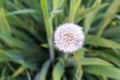 White dandelion top view selective focus Royalty Free Stock Photo