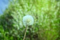 White dandelion with umbrella seeds on grass background on Sunny summer day Royalty Free Stock Photo