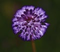 Dandelion with waterdrops Royalty Free Stock Photo