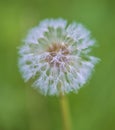 White dandelion with waterdrops Royalty Free Stock Photo