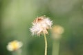 White dandelion wildflowers in a blooming garden blow away the seeds