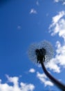 White dandelions on a blue sky background close-up Royalty Free Stock Photo