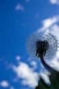 White dandelions on a blue sky background close-up Royalty Free Stock Photo