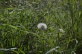 Dandelion in wet green grass with water drops on, fresh green grass background Royalty Free Stock Photo