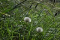 Dandelion in wet green grass with water drops on, fresh green grass background Royalty Free Stock Photo